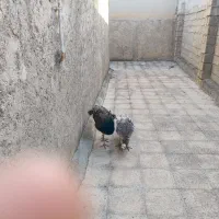 جفت طاووس مصری