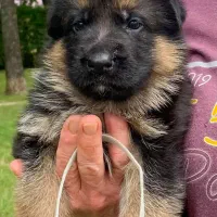 توله ژرمن شپرد اصیل سگ نگهبان باهوش و دوست داشتنی|سگ|تهران, شهرک غرب|دیوار