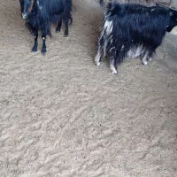 بره و بز و کولار بره کیلویی ۳۸۰