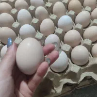۹۰عدد تخم مرغ محلی