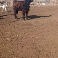 دوعددچاتمه|حیوانات مزرعه|انبارآلوم, |دیوار