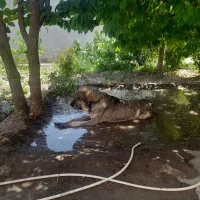 سگ پژدر ماده