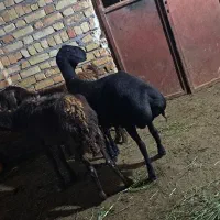 بره‌ سیاه‌لخت‌مناسب‌نسل‌کشی‌جنس‌اعلا‌
