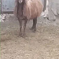 میش محلی جوان آبستن