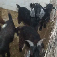 بز و گوسفند|حیوانات مزرعه|مهر, |دیوار