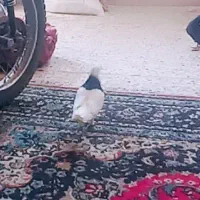 کبوتر توقی نر