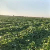 توت فرنگی سابرینا|گل و گیاه طبیعی|مزرعه کتول, |دیوار