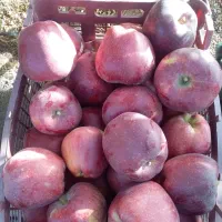 باغچه سرحال دماوندجابان سند تکبرگ|فروش زمین و ملک کلنگی|دماوند, دماوند|دیوار