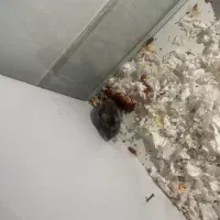 ۲ عدد همستر|موش و خرگوش|ارومیه, |دیوار