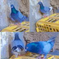 چند جفت کبوتر|پرنده|گنبد کاووس, |دیوار