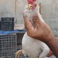 مرغ وخروس گلین اصل