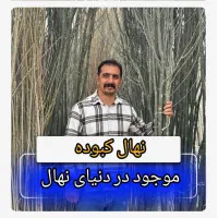 نهال کبوده یک ساله سریع الرشد|خدمات باغبانی و درختکاری|شوط, |دیوار