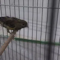 قناری ماده سبز|پرنده|کرمان, |دیوار