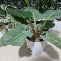 گل وگیاه کبریا.