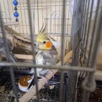 سه عددعروس هلندی باقفس بزرگ کاسکوی