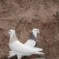 ۳جفت طوق هفترنگ