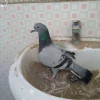 دوتا آرمانی مسافتی|پرنده|کشاورز, |دیوار