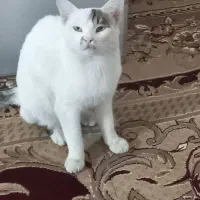 فروش|گربه|زاهدان, |دیوار