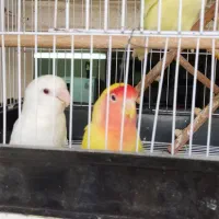 طوطی برزیلی