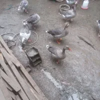 سه.عدد.قاز.سنگین.وزن