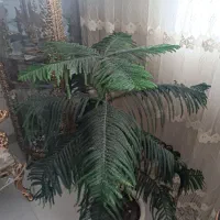 گل مطبق