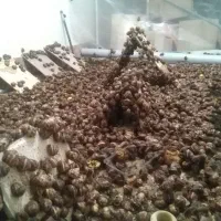 حلزون اسکارگو طبی در اهر