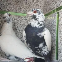 سوسکی نر وماده