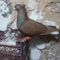 کفتر دم سفید