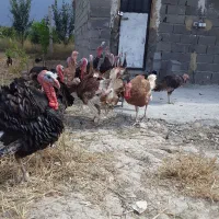 بوقلمون ومرغ محلی