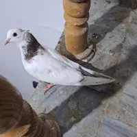 کبوتر|پرنده|سلماس, |دیوار