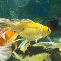 ماهی کوی مایان و سوپرباله