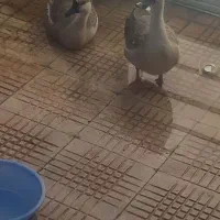 قوقاز