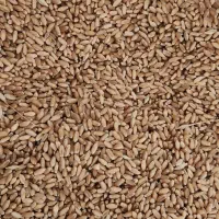 بذری گندم قابوس