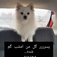 سگ گمشده