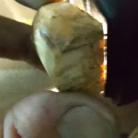 عاج سفید جواهری طبیعی