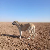سگمادهسرابی|سگ|قیدار, |دیوار
