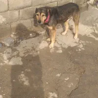 سگ گله|سگ|بیجار, |دیوار