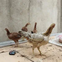 مرغ لاری و جوجه هاش|حیوانات مزرعه|تهران, شارق|دیوار