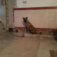 سگ افغان|سگ|کرمانشاه, |دیوار