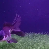 گلدفیش پاندا