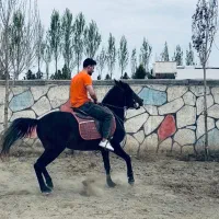 اسب نریان کرد۳ ساله