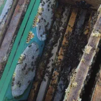 عسل طبیعی دارویی