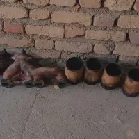 وسایل پژو|قطعات یدکی و لوازم جانبی|سنندج, |دیوار