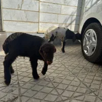 بره شیری|حیوانات مزرعه|کرمانشاه, |دیوار