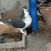 فروش یه عدد شهری