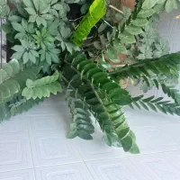 گیاه زاموفیلیا سبز غول پیکر با کیفیت درجه یک