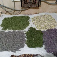 .  سبزی های معطر کوهی