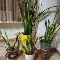 سانساوریا با گلدان