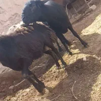 قوچ قره قزل  اصل