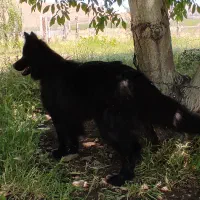 ژرمن بلک نر|سگ|سقز, |دیوار